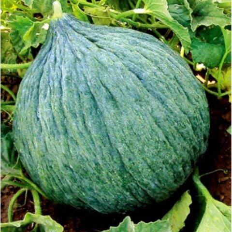 Sulu Hasanbey Kavun Tohumu (10 gram)