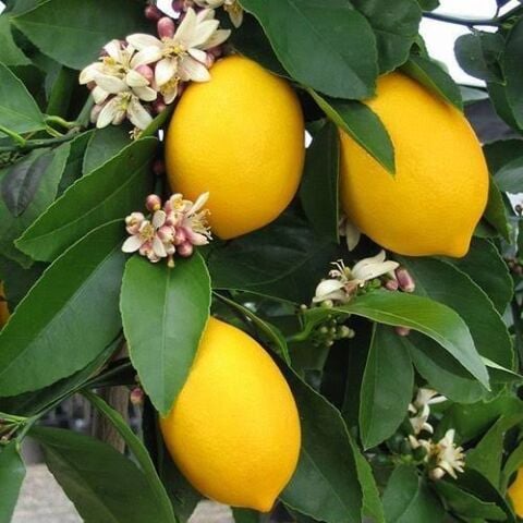 3 Yaş Aşılı 2 Adet Yediveren Bodur Mayer Limon Fidanı