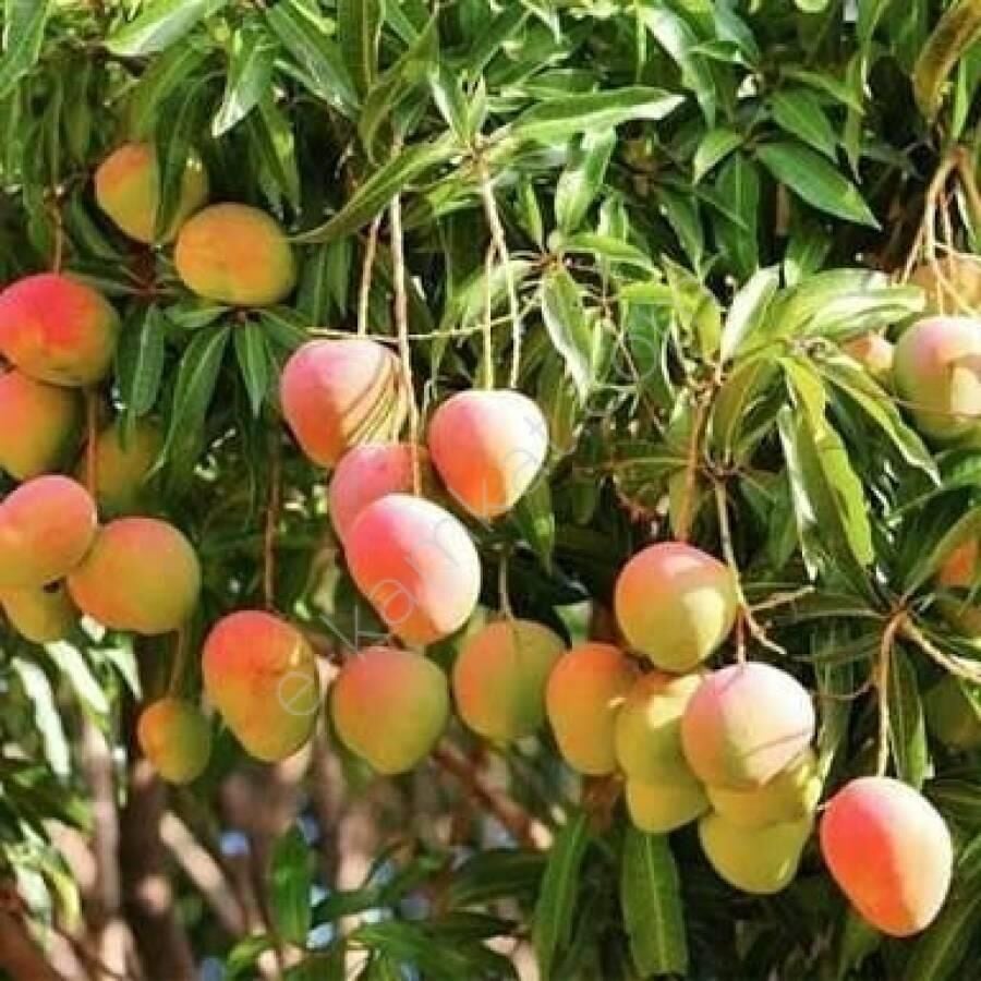 3 Yaş Aşılı Kent Mango Fidanı,Torbada