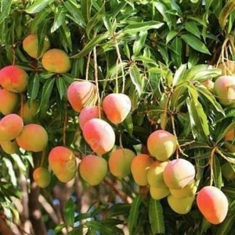 3 Yaş Aşılı Kent Mango Fidanı,Torbada