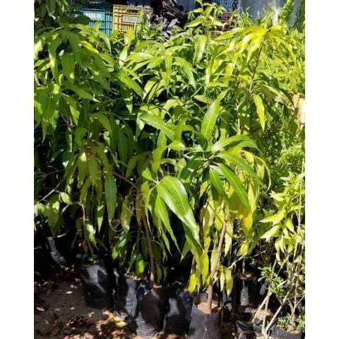 3 Yaş Aşılı Kent Mango Fidanı,Torbada
