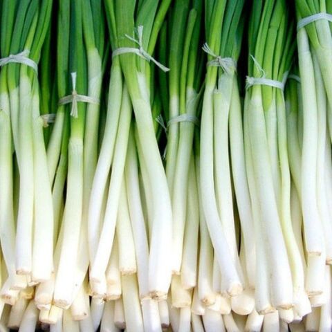 Doğal Yeşil Soğan Tohumu (20 tohum)