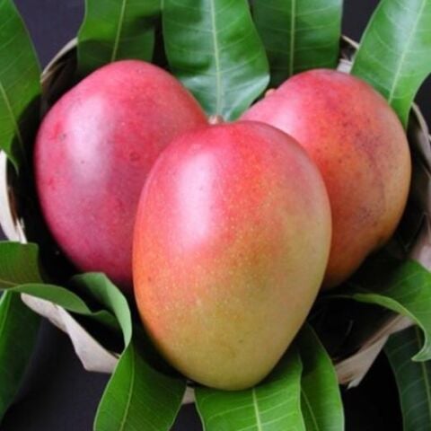 2 Yaş Aşılı Tommy Mango Fidanı,Torbada