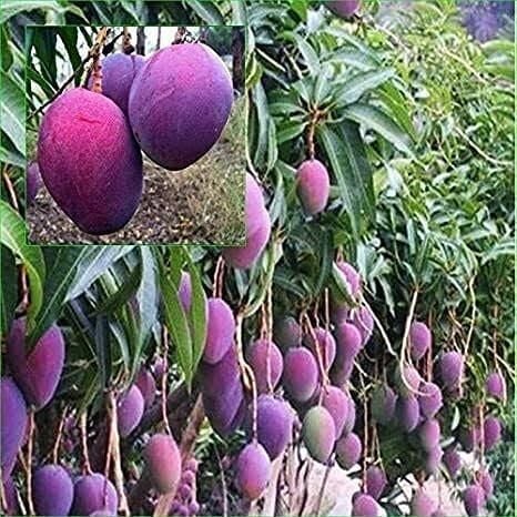 3 Yaş Aşılı Palmer Mango Fidanı,Torbada