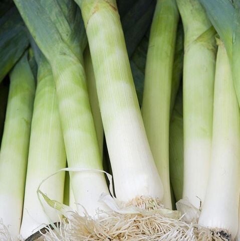 Doğal Super Pırasa Tohumu (25 adet)