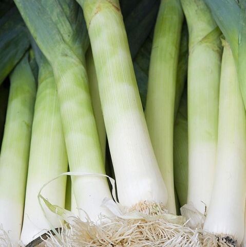 Doğal Super Pırasa Tohumu (25 adet)