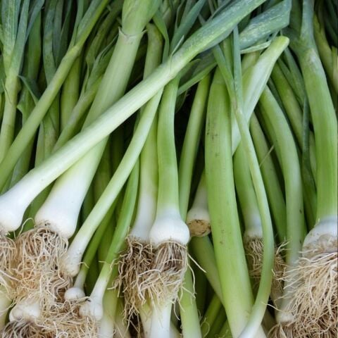 İnegöl Pırasa Tohumu (2 gram)