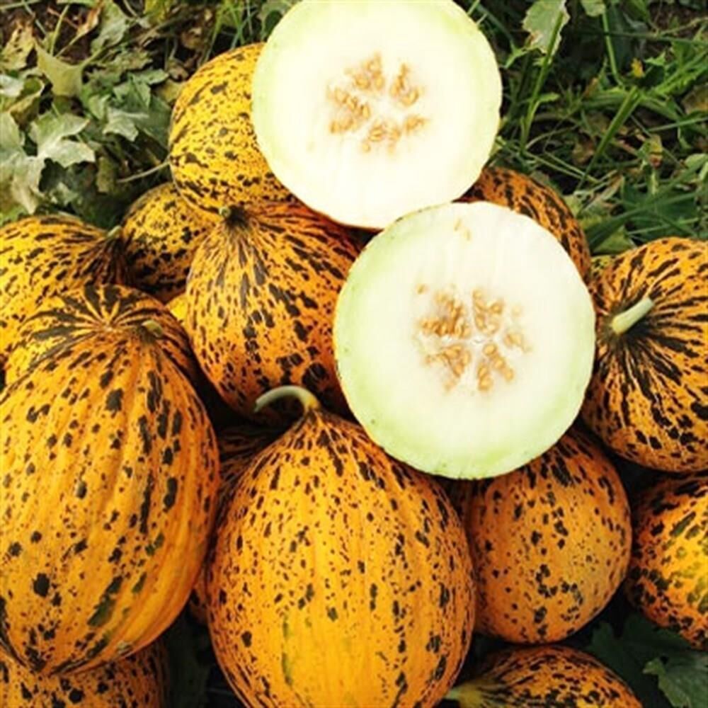 Organik Manisa Kırkağaç 637 Kavun Tohumu (2 gram)