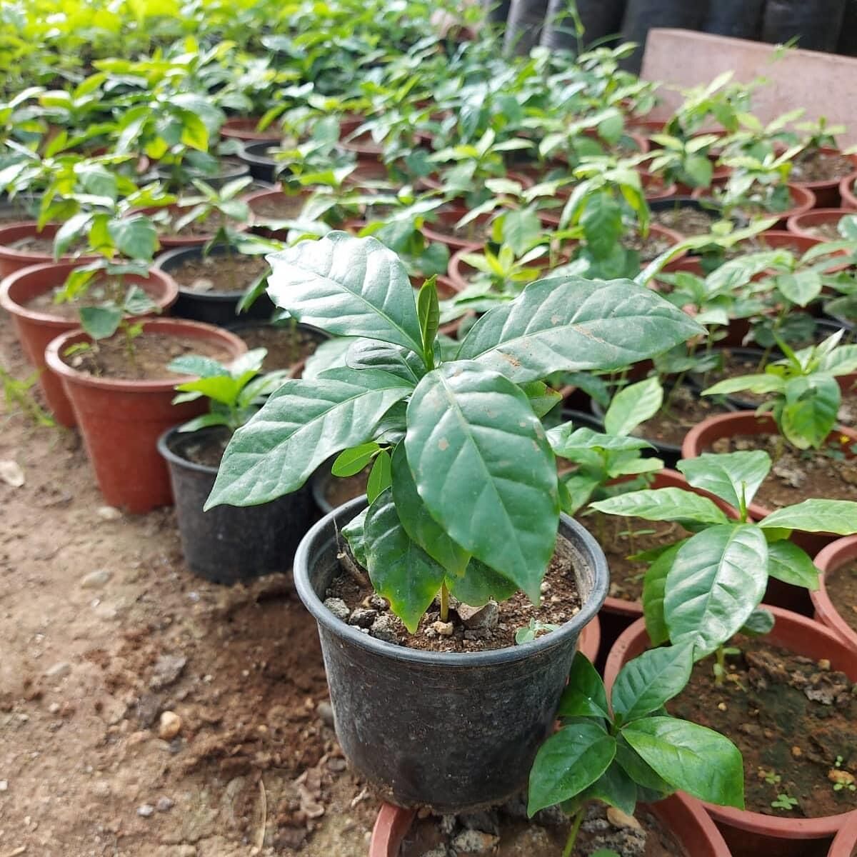 2 Yaş Arabica Kahve Fidesi, Saksıda