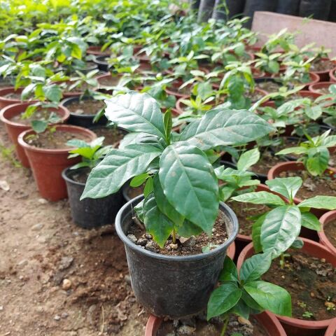 2 Yaş Arabica Kahve Fidesi, Saksıda