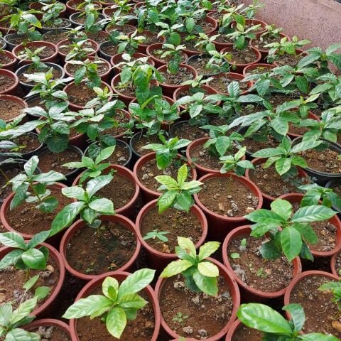 2 Yaş Arabica Kahve Fidesi, Saksıda