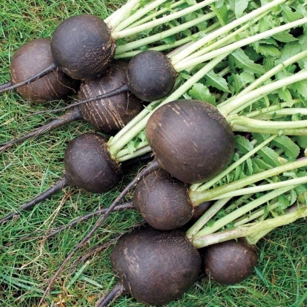 Black Prince Turp Tohumu (30 tohum)