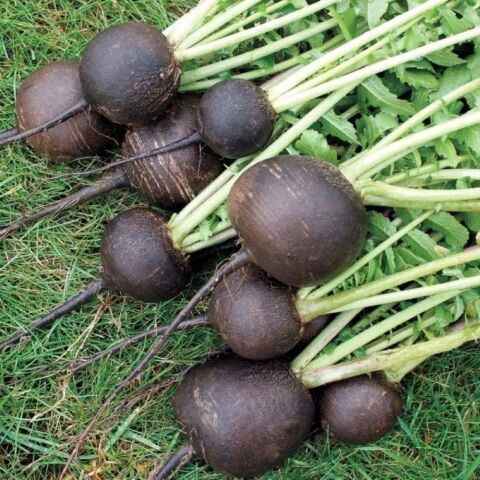 Black Prince Turp Tohumu (30 tohum)