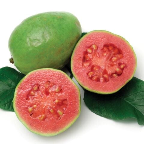 6 Yaş Pink Guava Fidanı, Tüplü ve Meyve Vermeye Hazır