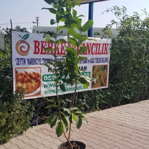 6 Yaş Pink Guava Fidanı, Saksıda