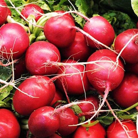 Kırmızı Fındık Turp Tohumu (550 tohum)