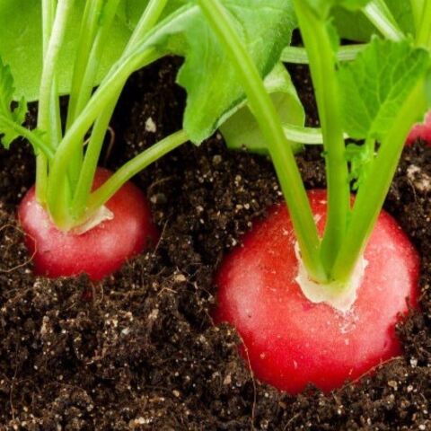 Doğal İri Kırmızı Turp Tohumu (550 tohum)