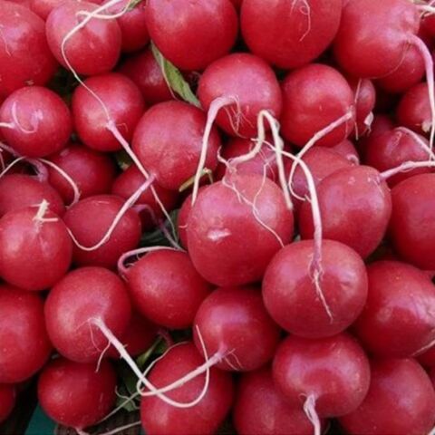 Doğal İri Kırmızı Turp Tohumu (550 tohum)