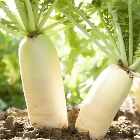 Beyaz Japon Turp Tohumu (550 tohum)