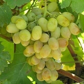 Tüplü Razaki Asma Üzüm Fidanı