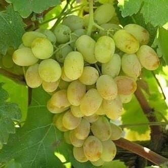 Tüplü Razaki Asma Üzüm Fidanı