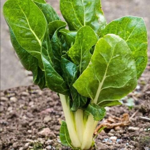 Pazı Tohumu (250 gram)