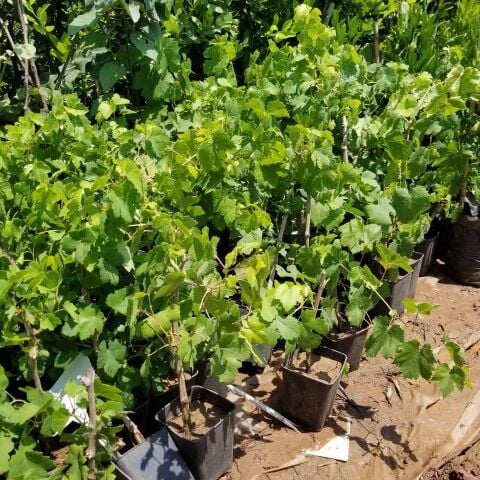2 Yaş Aşılı Mevlana Asma Üzüm Fidanı, Saksıda