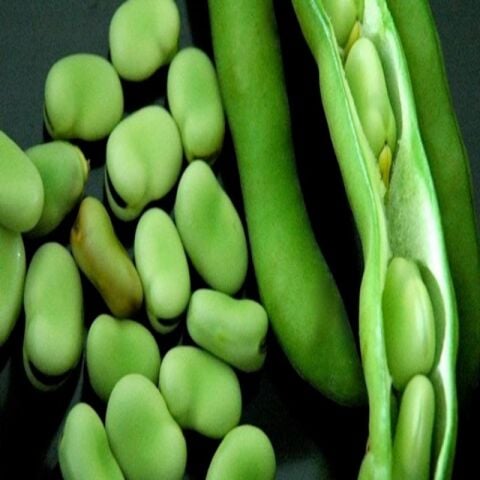 Doğal Sakız Bakla Tohumu (20 adet)