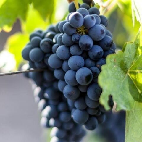 Tüplü  Mahrabaşı Hönüsü Üzüm Fidanı