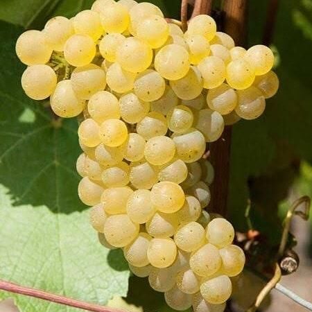 Tüplü Tokat Narince Üzüm Fidanı