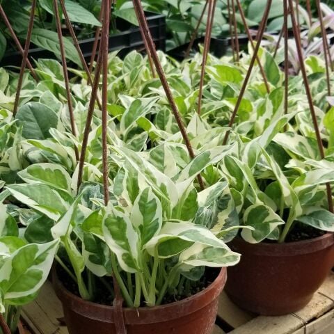 Pothos Sarmaşığı Çiçeği,  Sarkaç Saksıda