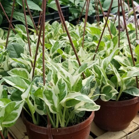 Pothos Sarmaşığı Çiçeği,  Sarkaç Saksıda