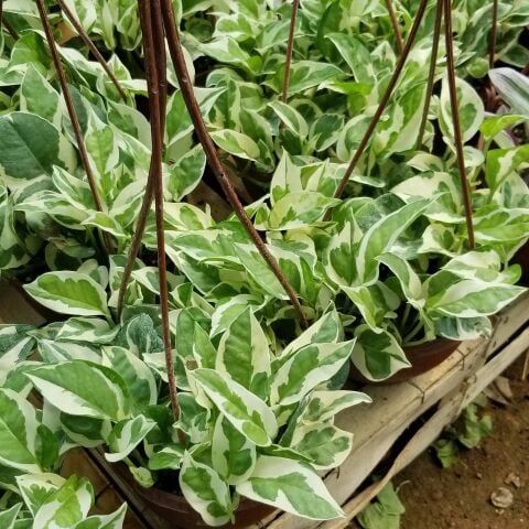 Pothos Sarmaşığı Çiçeği,  Sarkaç Saksıda