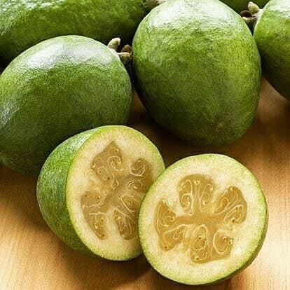 Feioja Sellowiana Kaymak Ağacı Fidanı, Tüplü (Torbada)
