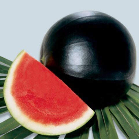 Doğal ve Geleneksel Siyah Washington Karpuz Tohumu (5 gram)