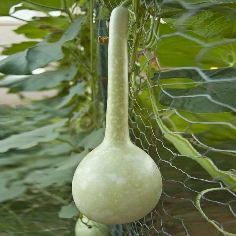 Dipper Süs Su Kabağı Tohumu (5 tohum)