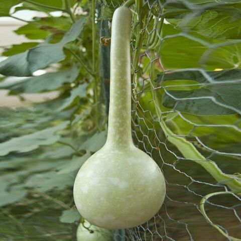 Dipper Süs Su Kabağı Tohumu (5 tohum)