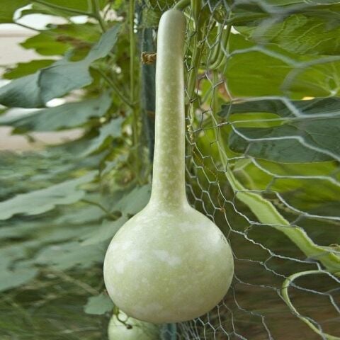 Dipper Süs Su Kabağı Tohumu (5 tohum)