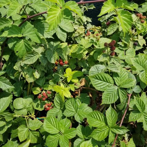 3-5 Metre Sarmaşık Çember Jumbo Böğürtlen Fidanı