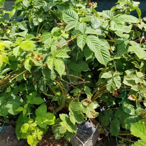 3-5 Metre Sarmaşık Çember Jumbo Böğürtlen Fidanı