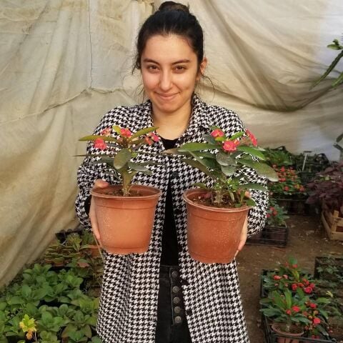 Büyük Boy KIRMIZI Euphorbia Milli / Dikenler Tacı, Saksıda