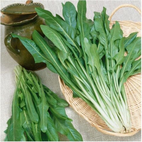 Endive Catalogna Emerald Tohumu (100 tohum)