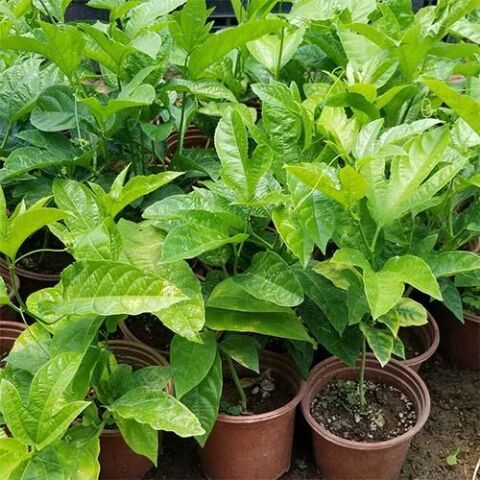 PASİFLORA EDULİS Çarkıfelek Fidanı +15 cm