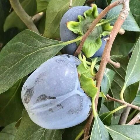 Özel Tür Tüplü ve Aşılı Black (Siyah) Trabzon Hurma Fidanı