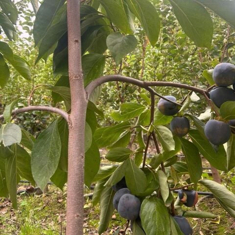 Özel Tür Tüplü ve Aşılı Black (Siyah) Trabzon Hurma Fidanı