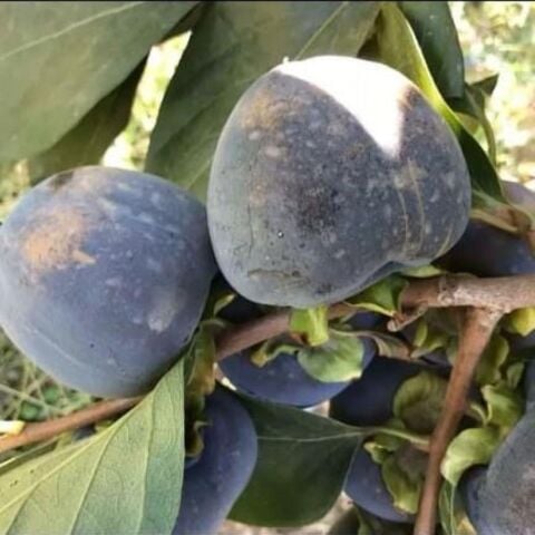 Özel Tür Tüplü ve Aşılı Black (Siyah) Trabzon Hurma Fidanı