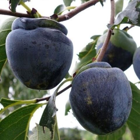 Özel Tür Tüplü ve Aşılı Black (Siyah) Trabzon Hurma Fidanı