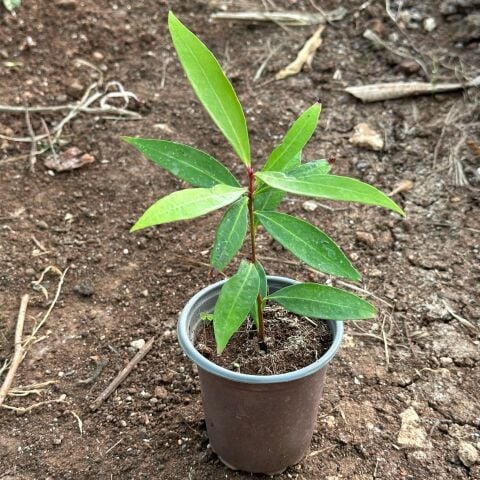 Nadir Ürün Gül Elması (Rose Apple) Meyve Fidanı