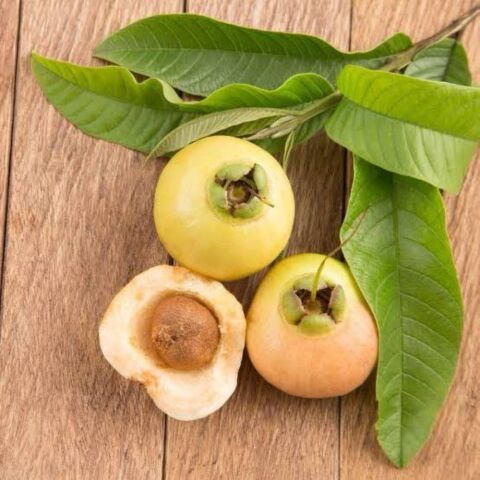 Nadir Ürün Gül Elması (Rose Apple) Meyve Fidanı