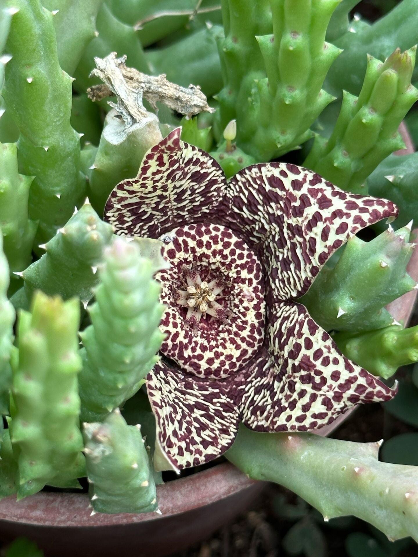 Saksıda Büyük Boy Leş Kaktüs (Çİçek Açar Durumda)